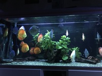 22 stunning discus