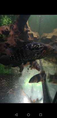 Cichlids for sale