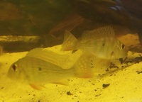 BARGAIN-Open to offers-all must go-SALE--Geophagus,Angelfish South American Cichlids collection for sale in Leeds