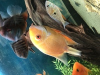 Breading pair of 5/6inch yellow severums - £60