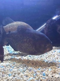 Red bellied piranhas