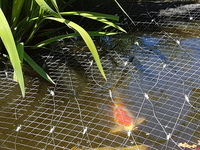 2 large koi and 3 large goldfish for sale