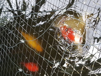 2 large koi and 3 large goldfish for sale