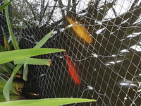 2 large koi and 3 large goldfish for sale