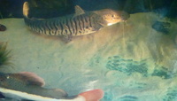 TIGER CATFISH 15 INCHES