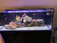 Red Sea Reefer 525xl Marine aquarium for sale