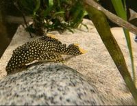 5” Roughly L018 Golden Nugget Pleco