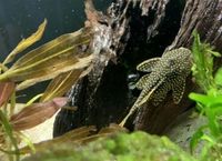 5” Roughly L018 Golden Nugget Pleco