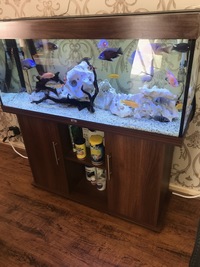 4ft Jewel full tank set up and Malawi fish