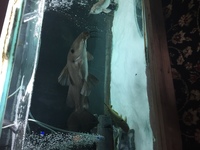 6ft tank and fish job lot