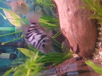 Convict cichlid