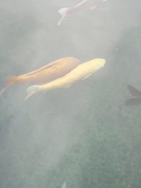 Large pond fish