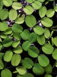 Salvinia Floating plant