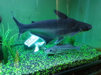 Free to good home, iridescent shark