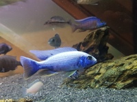 Sciaenochromis fryer snow white brreding trio