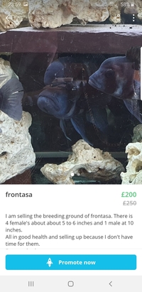 Frontosa