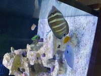 Marine sailfin tang