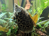 Leopard Bush Fish for sale