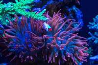 EA Reefpro 1200s 2 years old and perfectly matured corals