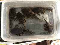 Group of l398 pleco