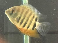 Red Shoulder Severum. Approx 8cm £10