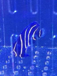 Cortez Angelfish For Sale