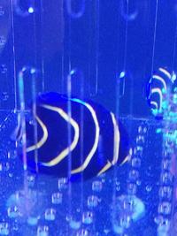 Cortez Angelfish For Sale