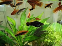 hi fin swordtails