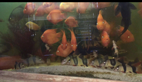 25 parrot fish for sale