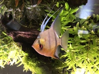 3 large Angelfish £10 each