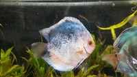 3 Discus for sale