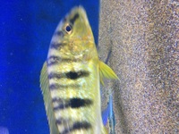 boulengerochromis microlepis wild pair emperor cichlid