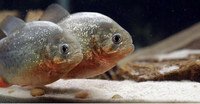 3 X Red Bellied Piranhas 3.5CM