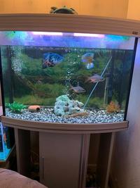 Aqua one silver approx 200 ltr aquarium with aqua 1050 external filter and fish