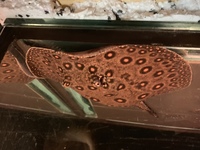 MOTORO STINGRAY FOR SWAP FOR AN ASIAN AROWANA