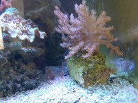 corals