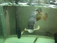 Black Diamond & Asian Arowana & tanks