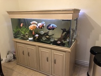 Tropical fish in 5ft fish tank