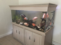 5ft fish tank with fish