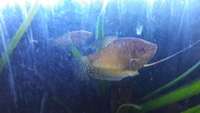 Honey Gourami