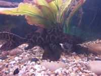 Perruno catfish 7/8 inches - £50