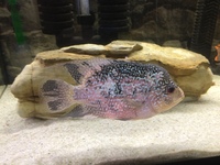 Flowerhorn female