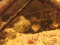 FINISHING ON EBAY TONIGHT---Proven breeding pair of Kribensis(Pelvicachromis pulcher) red Cichlid + 10 youngsters (1inch) in Leeds- £20 for a lot for quick sale