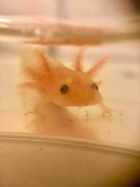 Axolotls