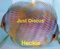 JUST DISCUS BUY 5 GET 1 FREE from ONLY £32 @3-3.5” and thousands of top quality Discus to choose from and the biggest selection in the U.K. Cheapest prices guaranteed.