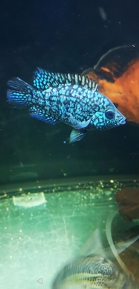 Texas cichlid