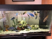 Malawi Cichlids