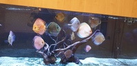 12 stendker discus various sizes