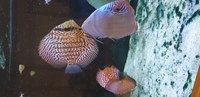 12 stendker discus various sizes