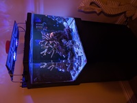 Red sea max 130d 7 year old fully matured marine system with upgrades for sale